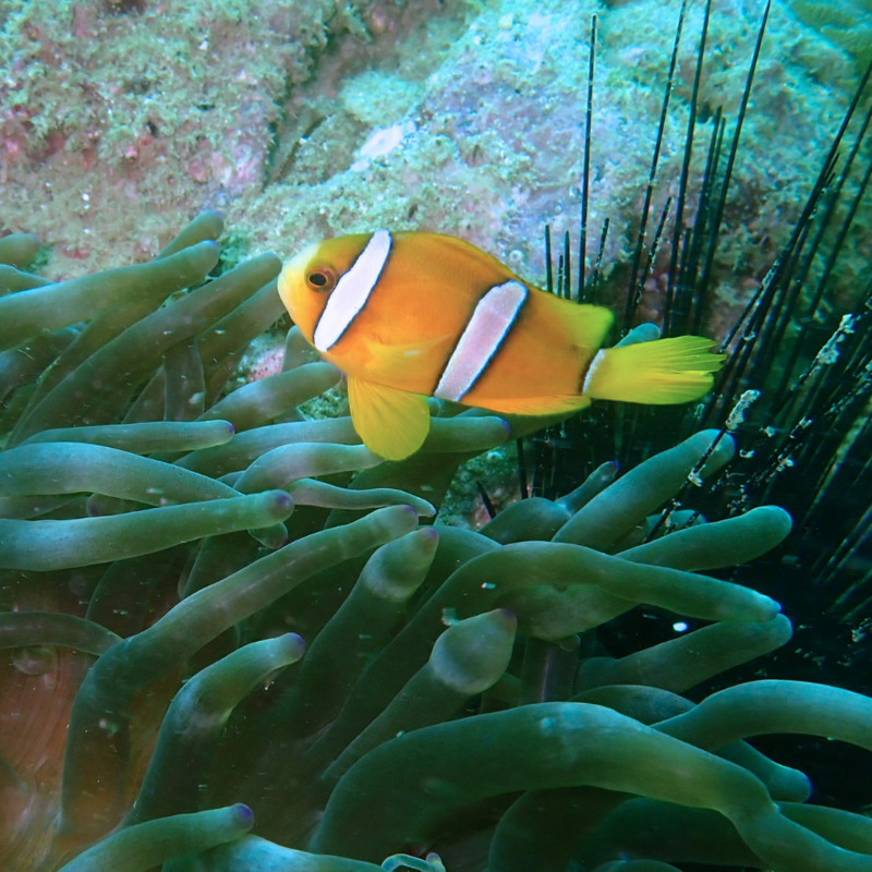 Musandam Dhow Trip (Scuba Diving)