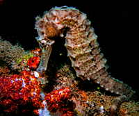 Diving Trip x 2 Dives - Fujariah Diving Trip x 2 Dives - Fujariah