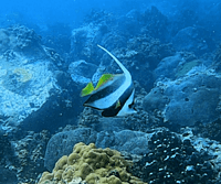 Diving Trip x 2 Dives - Fujariah Diving Trip x 2 Dives - Fujariah