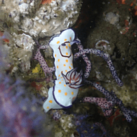 Two Boat Dives - Fujairah