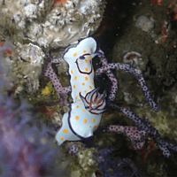 Two Boat Dives - Fujairah Two Boat Dives - Fujairah