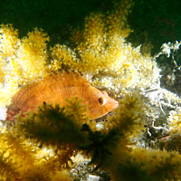 Two Boat Dives - Fujairah