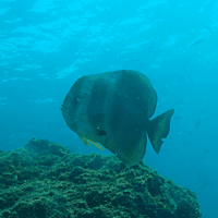 Musandam Dhow Trip (Scuba Diving)