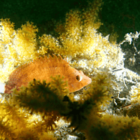 Two Boat Dives - Fujairah Two Boat Dives - Fujairah