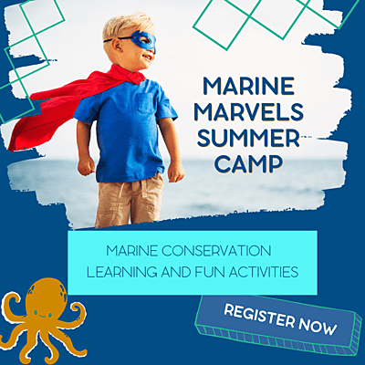 Marine Marvels Summer Camp